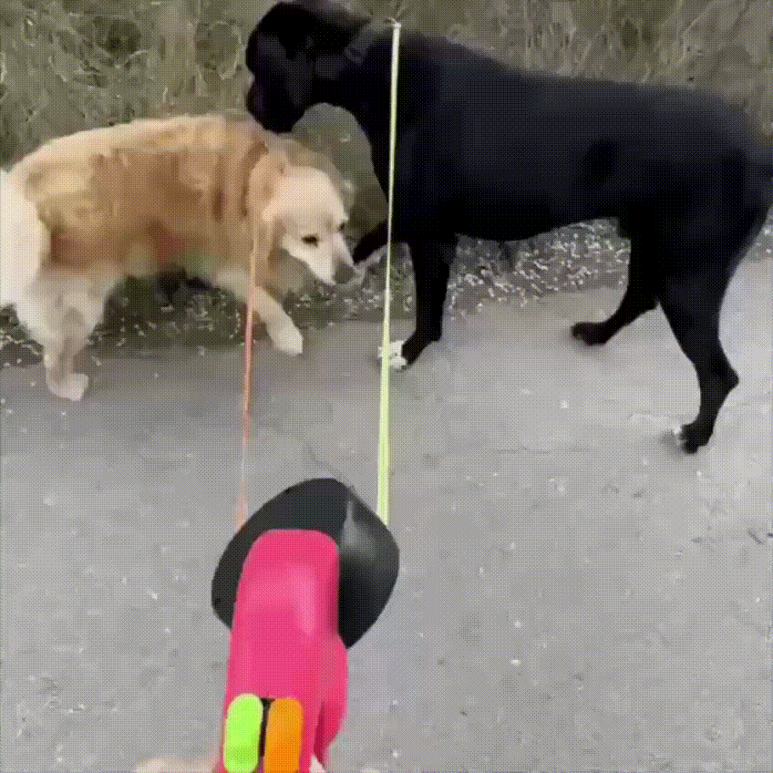 NestLeash™ Duo