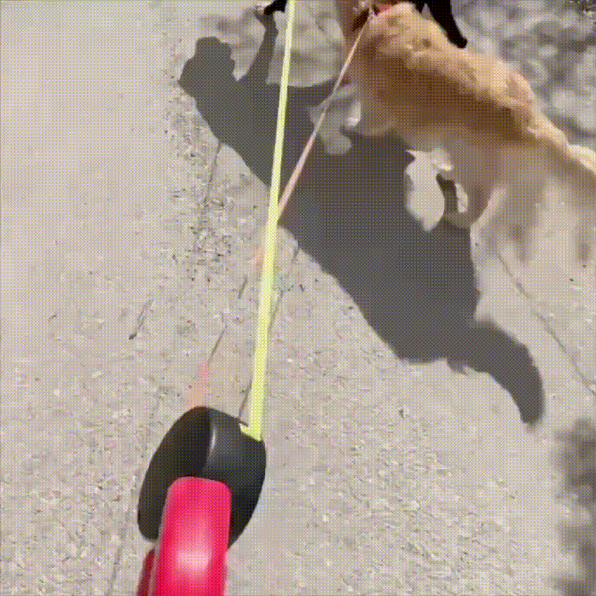 NestLeash™ Duo